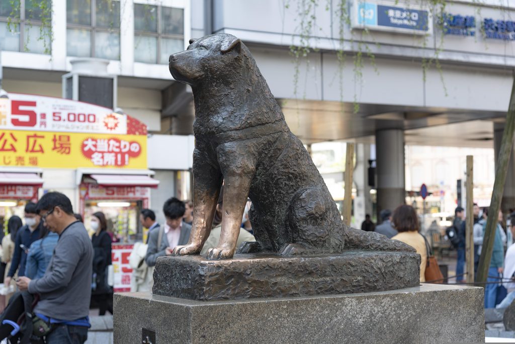 Hachiko loyal dog story